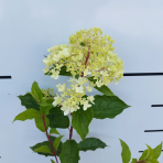 Hortenzia metlinatá (Hydrangea paniculata) ´SILVER DOLLAR´ - výška 20-30 cm, kont. C2L